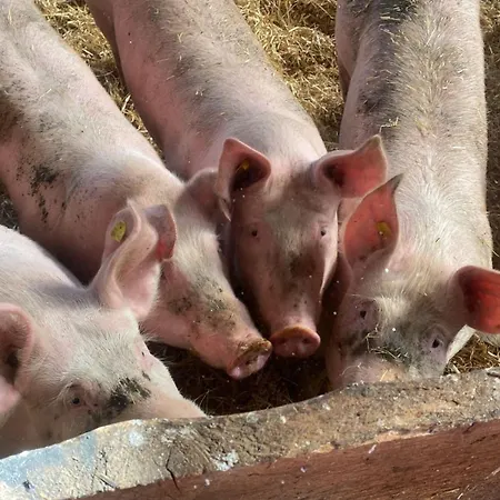 Melissa Apartment Zellberg